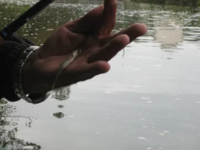 Michel et la pêche à la perle