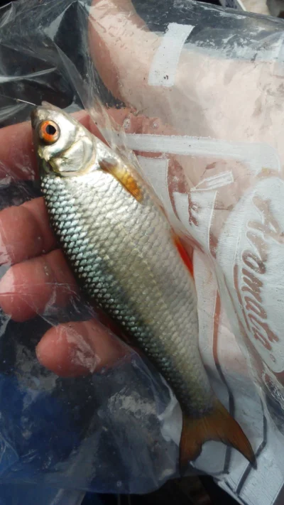 pêche perle deversoir Landelies