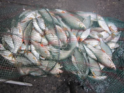 pêche perle deversoir Landelies