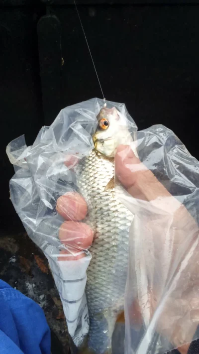 pêche perle deversoir Landelies