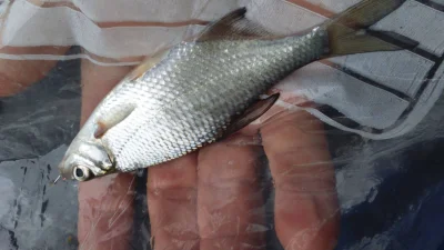 pêche perle deversoir Landelies