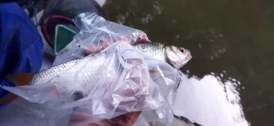 techniques de pêche du gardon en déversoir pour attraper de beaux gardons