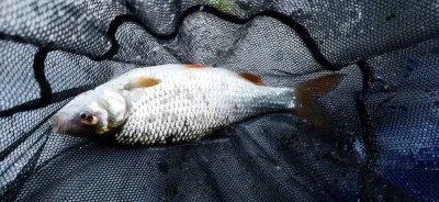 techniques de pêche du gardon en déversoir pour capturer de superbes gardons