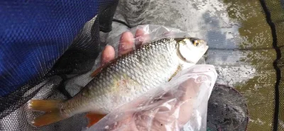 techniques de pêche du gardon en déversoir pour capturer de superbes gardons