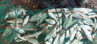 Superbe bourriche de gardon pour cette sortie de peche a la perle