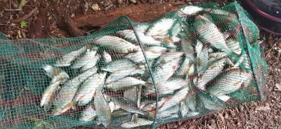 techniques de pêche du gardon en déversoir, j'ai réussi à remplir une bourriche incroyable