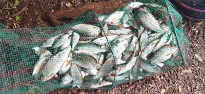techniques de pêche du gardon en déversoir, j'ai réussi à remplir une bourriche incroyable