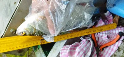 techniques de pêche du gardon en déversoir, vous pourrez attraper des gardons de norme incroyable