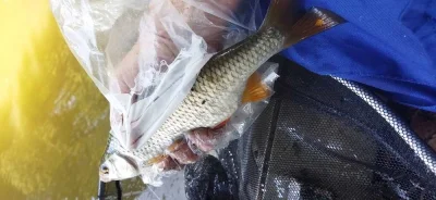 super gardon lors de la peche a la perle avec mon bateau frazer
