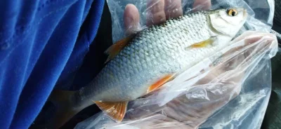 peche a la perle du gardon dans la sambre