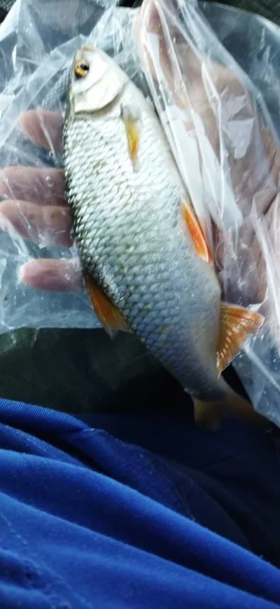 peche a la perle du gardon dans la sambre Belge