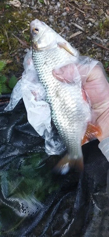 Pêche du gardon au printemps : une reprise réussie à Landelies avec 95 poissons