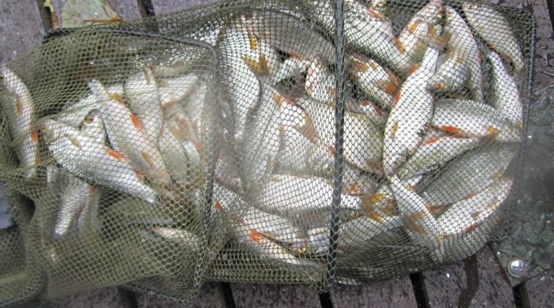 Le succès de la perle grise