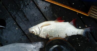 Exceptionnel gardon de 28 cm à la pêche à la perle