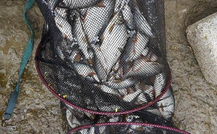 Le miracle de la perle noire à facettes