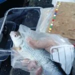 Magnifique gardon de 28 cm à la pêche à la perle Magnifique gardon de 28 cm à la pêche à la perle