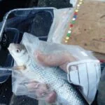Magnifique gardon de 28 cm à la pêche à la perle Magnifique gardon de 28 cm à la pêche à la perle