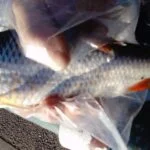 Magnifique gardon de 32 cm à la pêche à la perle Magnifique gardon de 32 cm à la pêche à la perle