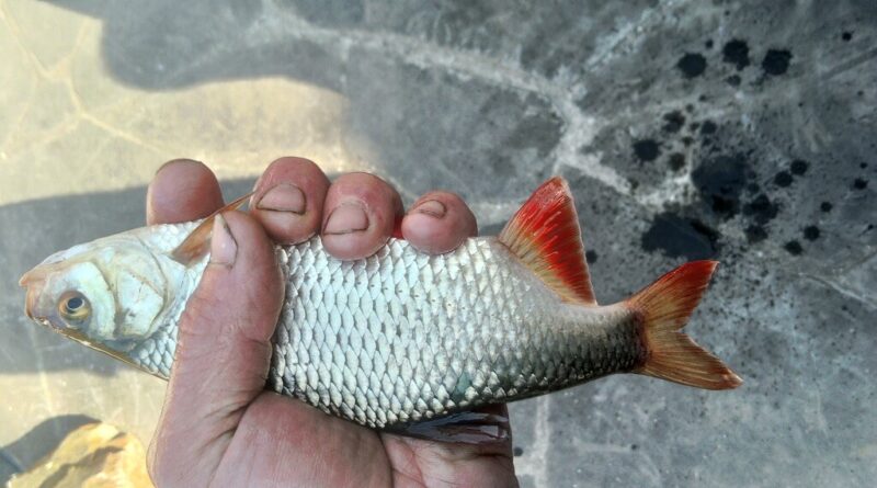 Superbe gardon de 28 cm à la pêche à la perle
