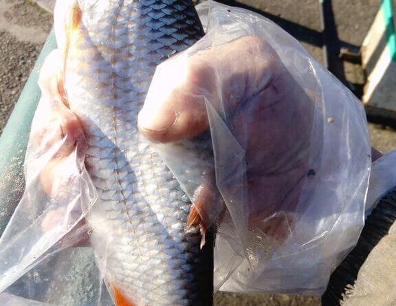 Exceptionnel gardon de 34 cm à la pêche à la perle