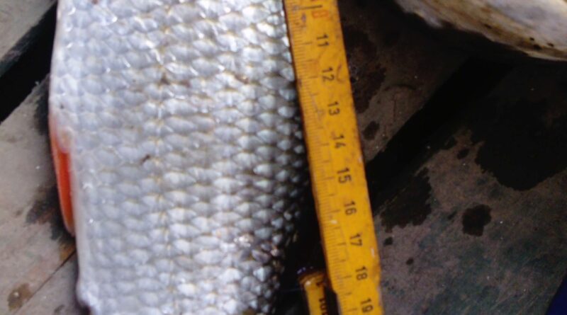 Exceptionnel gardon de 28 cm à la pêche à la perle