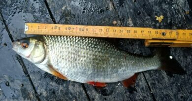 Magnifique gardon de 24 cm à la pêche à la perle