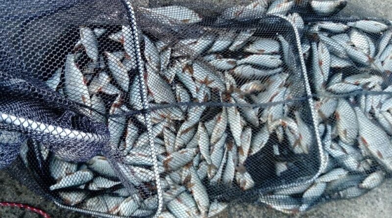Immense bourriche gardon de pêche à la perle