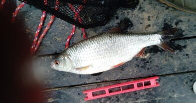 Magnifique gardon de 26 cm à la pêche à la perle