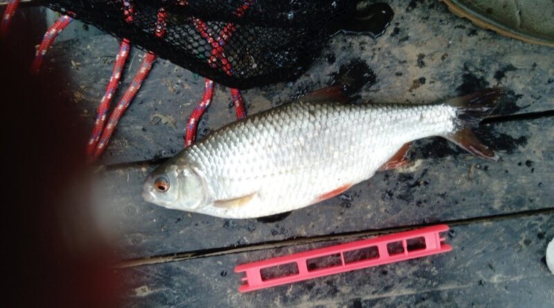 Magnifique gardon de 26 cm à la pêche à la perle