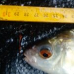 Exceptionnel gardon de 28 cm à la pêche à la perle
