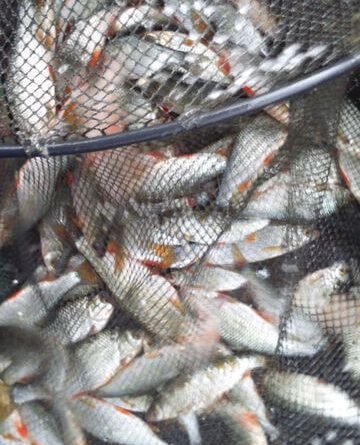 Pêche courant au Trou d'Aulne lors de pêche à la perle