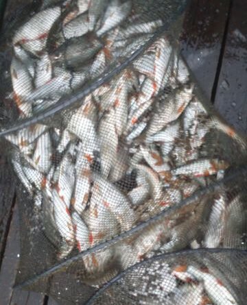 expérience unique de gardon durant la pêche à la perle