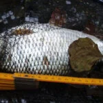 Exceptionnel gardon de 29 cm à la pêche à la perle