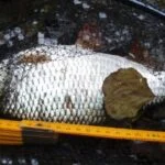 Gardon de 30 cm à la pêche à la perle