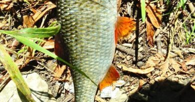 Superbe gardon de 28 cm à la pêche à la perle