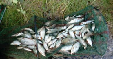 Fabuleuse bourriche gardon de pêche à la perle