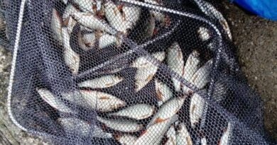 Monstrueuse bourriche gardon de pêche à la perle