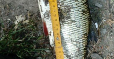 Exceptionnel gardon de 36 cm à la pêche à la perle