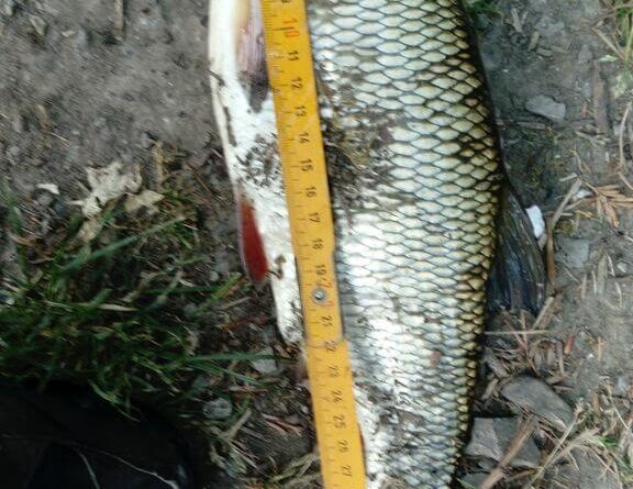 Exceptionnel gardon de 36 cm à la pêche à la perle