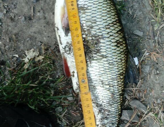 Pêche de défi face aux gardons avec mes perles