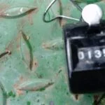 Compteur de 135 gardons pêche à la perle