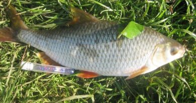 Gardon de 34 cm à la perle