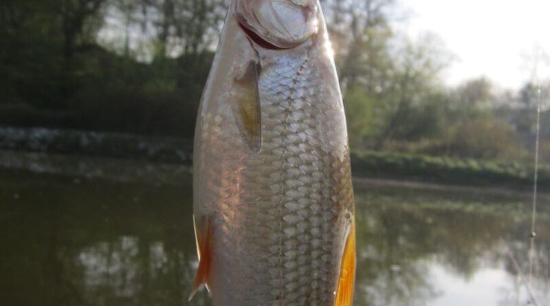 La pêche à la perle avec Cary
