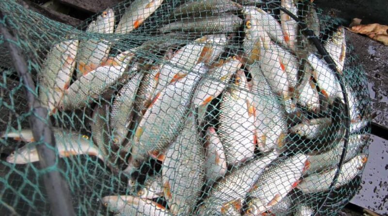 bourriche de la pêche à la perle