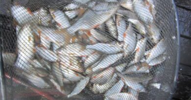 bourriche de la pêche à la perle