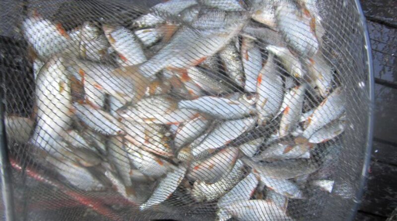 bourriche d'une partie de pêche à la perle au Trou d'Aulne