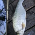 Magnifique brème de pêche à la perle Magnifique brème de pêche à la perle