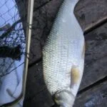 Magnifique brème de pêche à la perle Magnifique brème de pêche à la perle