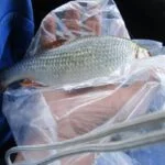 Gardon de 26 cm à la pêche à la perle Gardon de 26 cm à la pêche à la perle