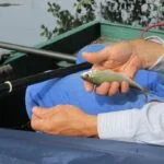 Tres petit gardon à la perle Tres petit gardon à la perle